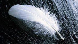 Preview wallpaper feather, white, feathers, wood