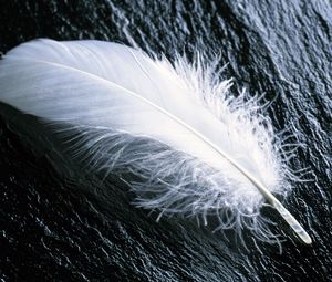 Preview wallpaper feather, white, feathers, wood