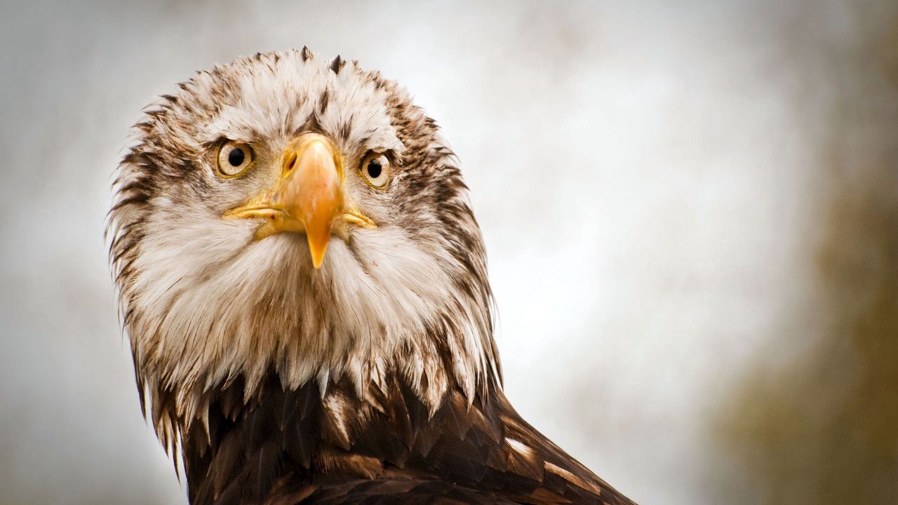 Wallpaper feathers, beak, eagle, eyes, head