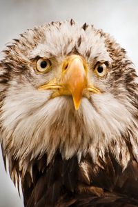 Preview wallpaper feathers, beak, eagle, eyes, head