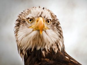 Preview wallpaper feathers, beak, eagle, eyes, head