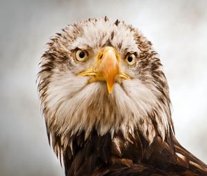 Preview wallpaper feathers, beak, eagle, eyes, head