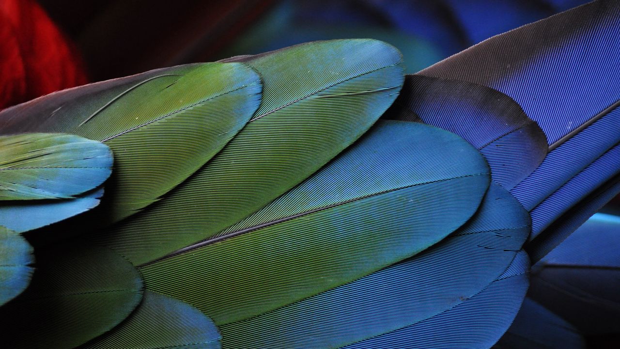 Wallpaper feathers, bird, colorful, texture