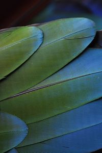 Preview wallpaper feathers, bird, colorful, texture