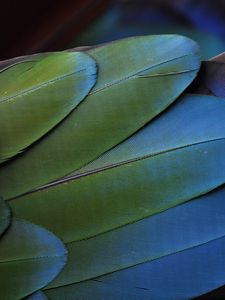 Preview wallpaper feathers, bird, colorful, texture