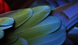 Preview wallpaper feathers, bird, colorful, texture