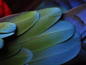 Preview wallpaper feathers, bird, colorful, texture