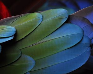 Preview wallpaper feathers, bird, colorful, texture