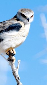 Preview wallpaper feathers, bird, sky hawk, branch