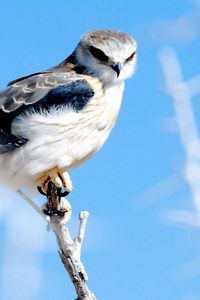 Preview wallpaper feathers, bird, sky hawk, branch