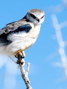 Preview wallpaper feathers, bird, sky hawk, branch