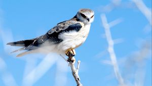 Preview wallpaper feathers, bird, sky hawk, branch