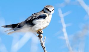 Preview wallpaper feathers, bird, sky hawk, branch