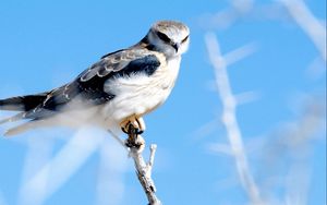 Preview wallpaper feathers, bird, sky hawk, branch