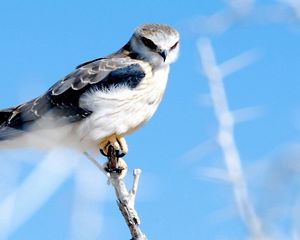 Preview wallpaper feathers, bird, sky hawk, branch