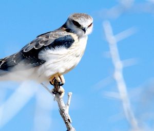 Preview wallpaper feathers, bird, sky hawk, branch