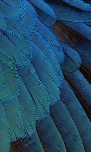 Preview wallpaper feathers, black, background, blue