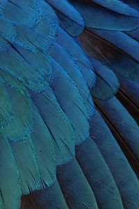 Preview wallpaper feathers, black, background, blue