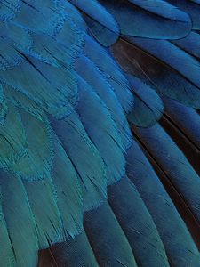 Preview wallpaper feathers, black, background, blue