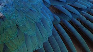 Preview wallpaper feathers, black, background, blue