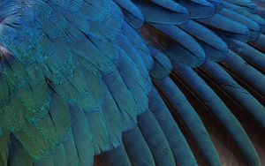 Preview wallpaper feathers, black, background, blue