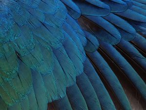 Preview wallpaper feathers, black, background, blue