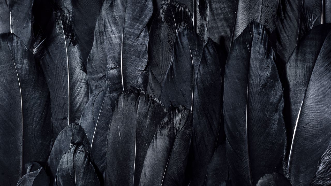 Wallpaper feathers, black, dark