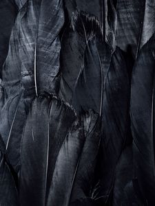 Preview wallpaper feathers, black, dark