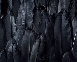 Preview wallpaper feathers, black, dark