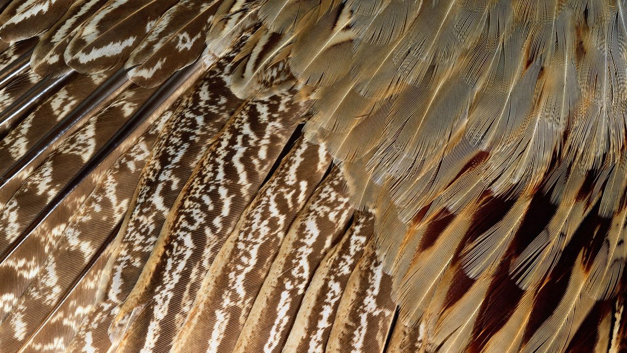 Wallpaper feathers, black, dark, shape