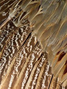 Preview wallpaper feathers, black, dark, shape