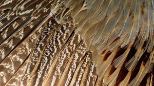 Preview wallpaper feathers, black, dark, shape