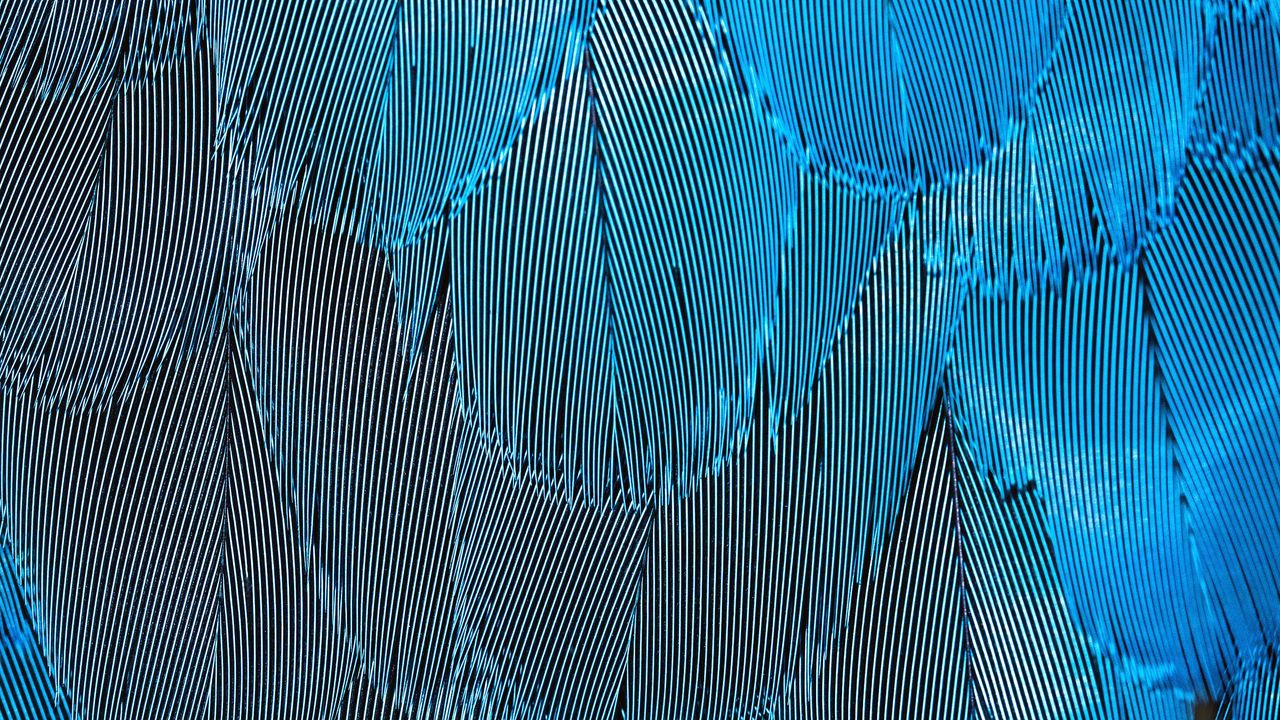 Wallpaper feathers, blue, iridescent, macro, texture