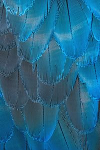 Preview wallpaper feathers, blue, iridescent, macro, texture