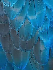 Preview wallpaper feathers, blue, iridescent, macro, texture