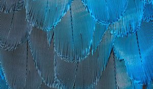 Preview wallpaper feathers, blue, iridescent, macro, texture