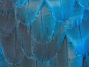 Preview wallpaper feathers, blue, iridescent, macro, texture