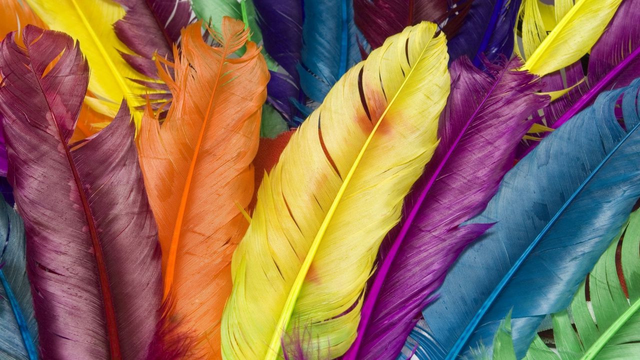 Wallpaper feathers, colorful, bright