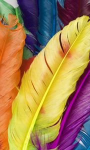 Preview wallpaper feathers, colorful, bright