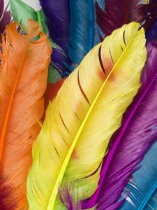 Preview wallpaper feathers, colorful, bright