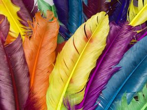 Preview wallpaper feathers, colorful, bright