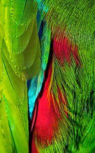 Preview wallpaper feathers, colorful, bright, iridescent, colors