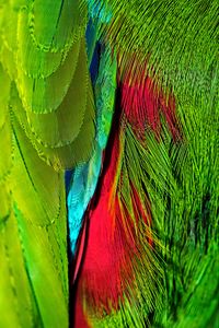 Preview wallpaper feathers, colorful, bright, iridescent, colors