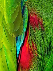 Preview wallpaper feathers, colorful, bright, iridescent, colors