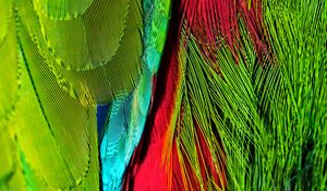 Preview wallpaper feathers, colorful, bright, iridescent, colors