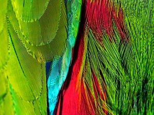 Preview wallpaper feathers, colorful, bright, iridescent, colors