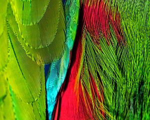 Preview wallpaper feathers, colorful, bright, iridescent, colors