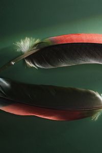 Preview wallpaper feathers, couple, shadow, shape