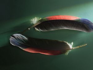 Preview wallpaper feathers, couple, shadow, shape