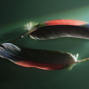 Preview wallpaper feathers, couple, shadow, shape